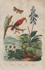 Daylily. Hepatica/liverwort. Hepialidae (Swift moth). Hawaiian honeycreeper 1833