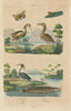 Yellow-crowned night & Squacco Herons. Eurasian Bittern. African catfish 1833