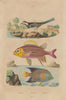 White wagtail. Holacanthus angelfish. Holocentrinae (squirrelfish) 1833 print