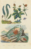 Homola crab. Hookerie. Hoplia coerulea. Horia beetle. Houblon (Hop) 1833 print