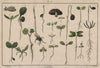 PLANTS. Germination 1833 old antique vintage print picture