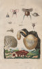 Pteropods (Hyales). Hydnes (Hydnum). Fungi 1833 old antique print picture