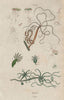 ANIMALS. Hydres (Hydras) 1833 old antique vintage print picture