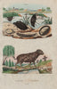 Hydrophilus Piceus (Great Silver Water Beetle). Spotted Hyena 1833 old print