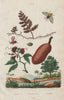 Arge ochropus (rose sawfly). Hymenaea courbaril. Hymenophyllum (filmy fern) 1833