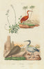 Iberis (candytuft). Ibis rouge (Scarlet Ibis). Ibis Sacré (Sacred Ibis) 1833
