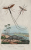 Ichneumon wasps. Herpestes ichneumon (Egyptian mongoose) 1833 old print
