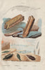 Ichthyosarcolithe. Ichthyosaur fossil. Idie. Idotea (isopod) 1833 old print