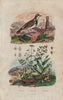 Imitator bird. Shrubby everlasting. Imperatoria ostruthium (Masterwort) 1833