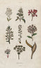 FLOWERS. Inflorescence. Flowering plants II 1833 old antique print picture