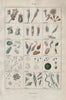 GEOLOGY. Infusoires (Infusoria) I 1833 old antique vintage print picture