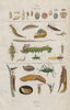 INSECTS. Insectes. 3 life stages. Eggs. Larvae. 1833 old antique print picture
