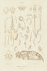 INSECTS. Insectes. Anatomie Anatomy I 1833 old antique vintage print picture