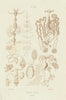 INSECTS. Insectes Anatomie Anatomy II 1833 old antique vintage print picture
