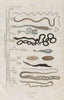 INTESTINAL PARASITES. Intestinaux (Intestinal). 12 orders. Classification 1833