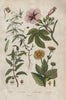 PLANTS. Inule (Inula). Ionidion. Carapichea ipecacuanha. Ipomoea 1833 print
