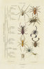 SPIDERS. Arachnides (Arachnids). 2 orders. Classification. Classes 1833 print