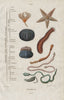 ECHINODERMS. In 2 orders. Classification. Marine animals 1833 old print