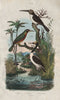 BIRDS. Jabiru stork. Jacamar. Jacamaralcyon (three-toed Jacamar) 1833 print