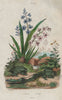 Jacinthe (Hyacinth). Jackie toad 1833 old antique vintage print picture