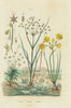 Juncus (rushes). Eriocaulon (pipewort). Joncinelle. Jonquille (Daffodil) 1833
