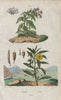 PLANTS. Jusquiame (Henbane). Jussiée (Water Primrose) 1833 old antique print