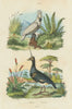Kakatoes (White crested Cockatoo). Kamichi (Southern Screamer); head spike 1833