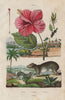 Kermes oak. Kerodon rodent. Ketmie (Hibiscus) 1833 old antique print picture