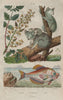 Koala (Koala) bear. Kolreuterie (Koelreuteria). Kurte fish 1833 old print