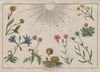 LINNAEUS' FLOWER CLOCK. Horloge de Flore I. Horologium Florae 1833 old print