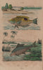 FISH. Labre (Wrasse). Labéon (Labeo) 1833 old antique vintage print picture