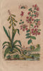 PLANTS. Lachenalia. Lagerstroemia 1833 old antique vintage print picture