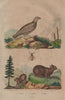 Lagomys (Pika). Lagopède (Ptarmigan). Lagria hirta 1833 old antique print