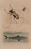ANIMALS. Lamia textor (Weaver Beetle). Mackerel Shark 1833 old antique print
