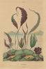 KELP. Laminaires (Laminaria, Kelp) 1833 old antique vintage print picture