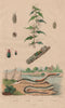 Lampourde/cocklebur.Lamprias.Lamprima oenea/Cuvier beetle.Lamproies/Lamprey 1833