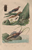 Lampyris (firefly). Langaha snake. Langouste (Spiny lobster). Woodswallow 1833