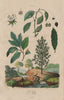 LAUREL TREES Common Laurel. Camphor Laurel. Sassafras 1833 old antique print