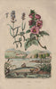 Lavande (Lavender). Lavatera (tree mallows). Lavarets (Whitefish) 1833 print