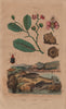 Lebias fish. Lebia Grandis (Ground Beetle). Lecythis plant 1833 old print