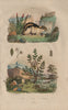 Ledum (Labrador Tea). Ledra (Leafhopper). Lemming 1833 old antique print