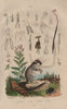 Lernées. Lerot (Garden Dormouse). Lessertia. Lethre 1833 old antique print