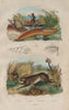 Lièvre (Hare). Limace (Slug). Limnadie. Lymnaea (pond snail) 1833 old print