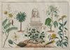 CARL LINNAEUS. Linnée. Botany Zoology Science 1833 old antique print picture