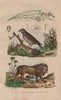 Common Linnet; egg. Lion. Convolvulus (bindweed). Lithobius (centipede) 1833