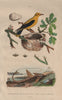 Pine saw-fly. Loricaria Catfish. Eurasian Golden Oriole. Nest. egg 1833 print