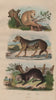 MAMMALS. Loris. Loup (Wolf). Loutre (Otter) 1833 old antique print picture