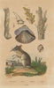 Shrew. Anodonta anatina/duck mussel. Madrepore stony coral.Magilus antiquus 1833