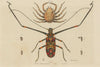 Macrope (Arlequin Cayenne/Harlequin Beetle). Maia (Spider Crab). Maillots 1833