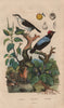 White-bearded & Blue-backed Manakins. Manchineel tree. Mandragora/Mandrake 1833